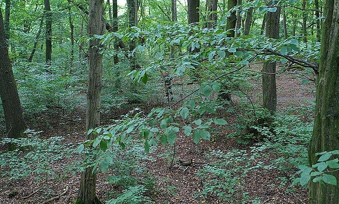 Ausbildung mit IHK-Zertifikat im Nationalpark Hainich (Schulung | Unstrut-Hainich)