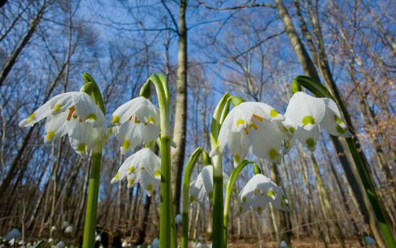 Naturerlebnistage im Hainich (Workshop | Weberstedt)