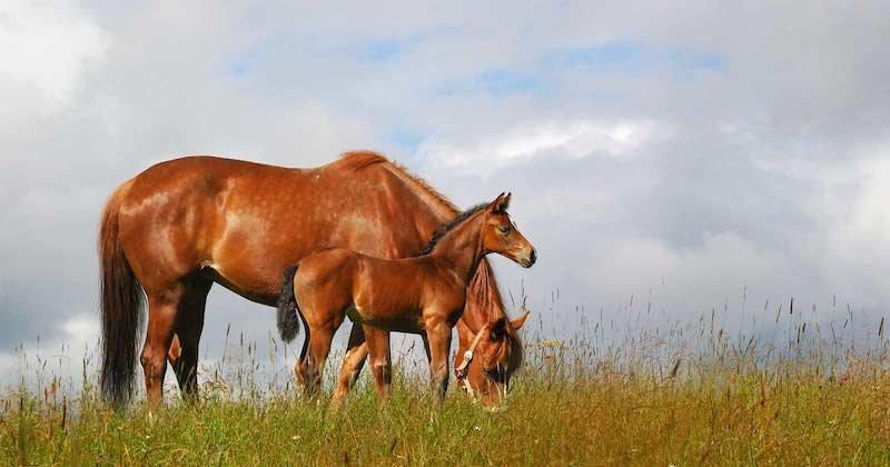 E-Learning-Reihe Reproduktionsmedizin Pferd für TierärztInnen (Seminar | Online)