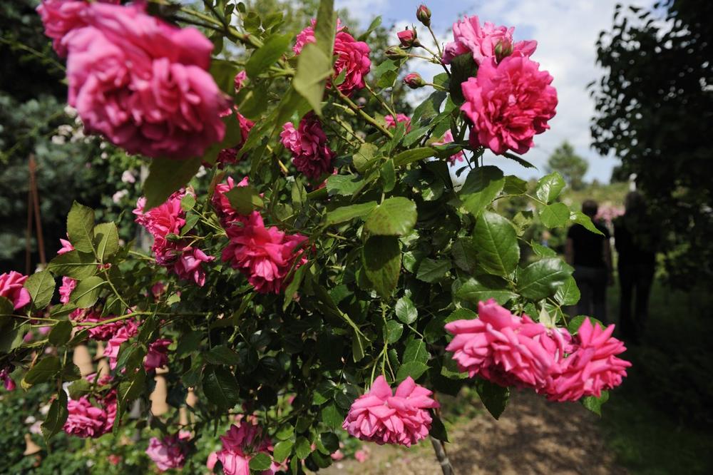 Steinfurther Rosentage (Unterhaltung / Freizeit | Bad Nauheim)