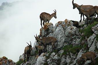 Steinbock Safari (Unterhaltung / Freizeit | Kriens)