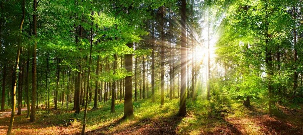 Natural Leading: Führung erleben (Seminar | Ramsen)